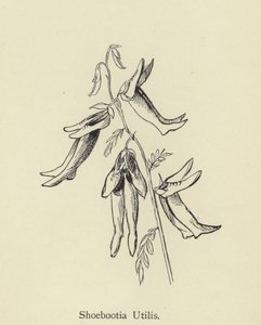 Shoebootia Utilis da Edward Lear